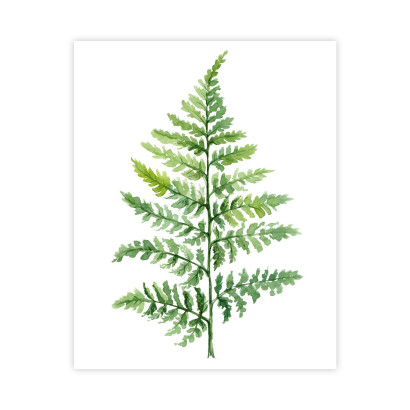 Plakat Zielony liść  paproci : Rozmiar - 40x50 cm