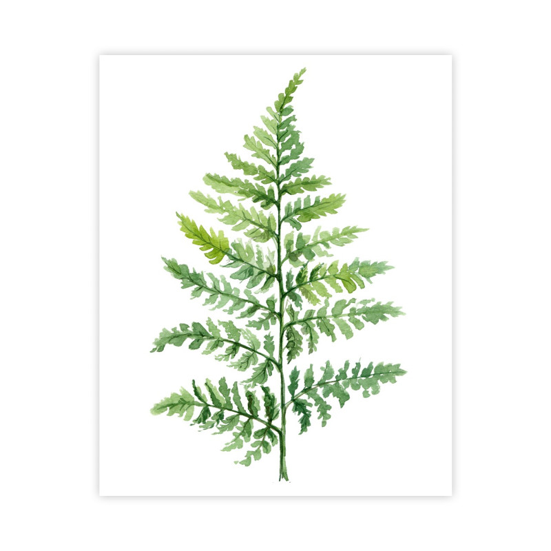 Plakat Zielony liść  paproci : Rozmiar - 40x50 cm