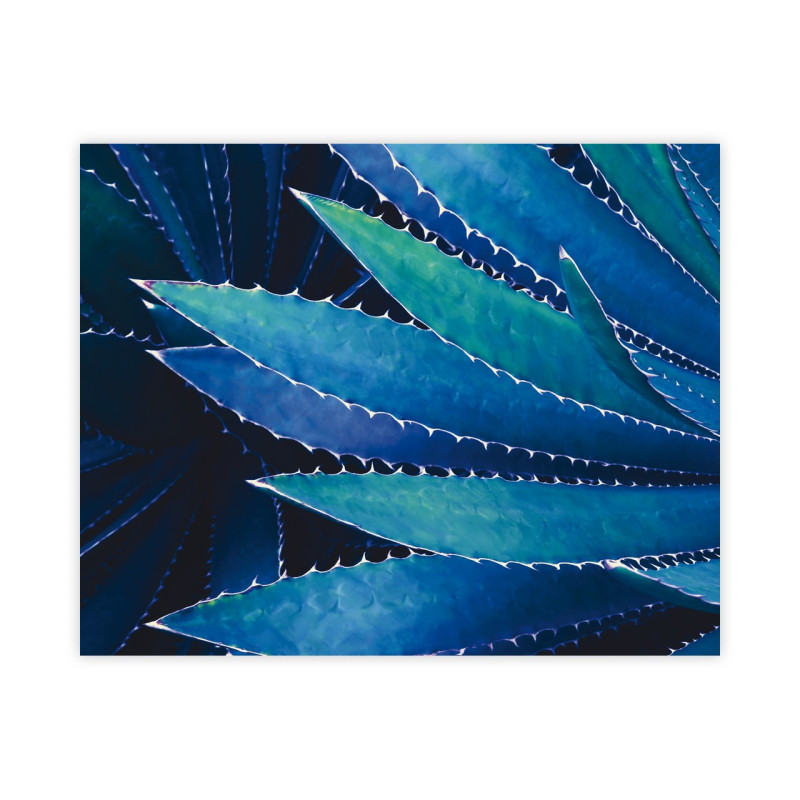 Plakat Niebieska agawa : Rozmiar - 40x50 cm