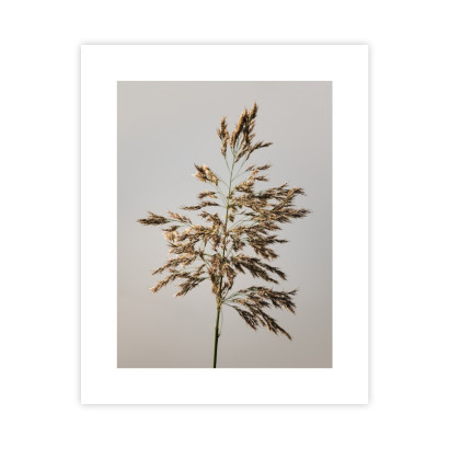 Nasiona Trzciny Plakat : Rozmiar - 40x50 cm