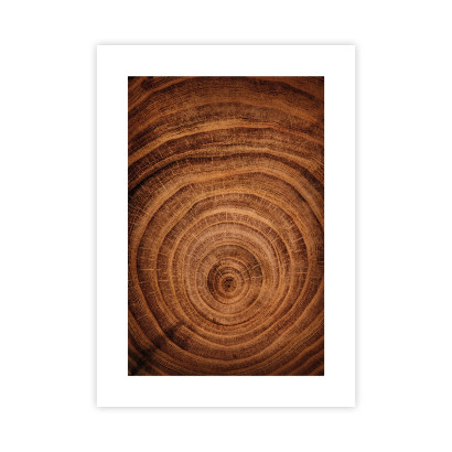 Pierścienie Drzewa Plakat : Rozmiar - 50x70 cm