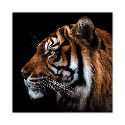 Tygrys plakat : Rozmiar - 20x20 cm