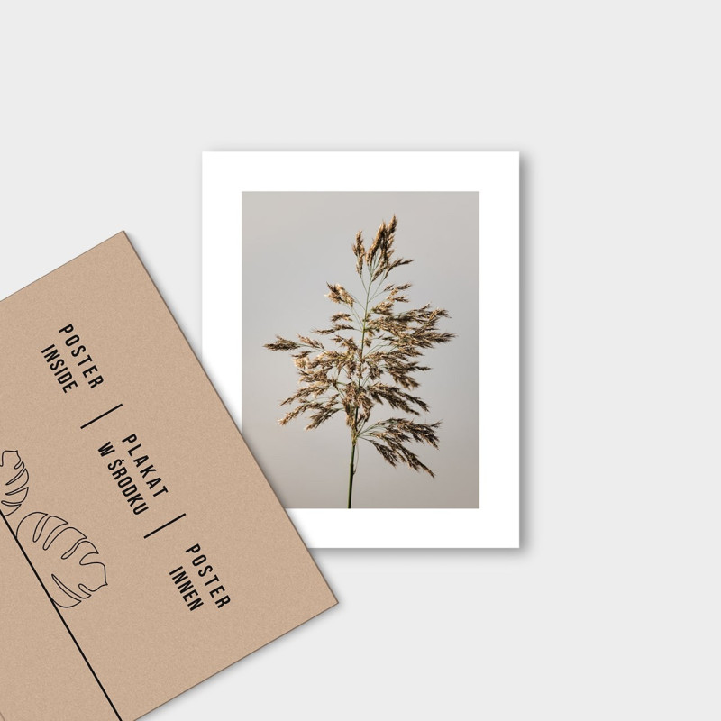 Nasiona Trzciny Plakat : Rozmiar - 40x50 cm